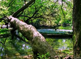 Woodenbridge